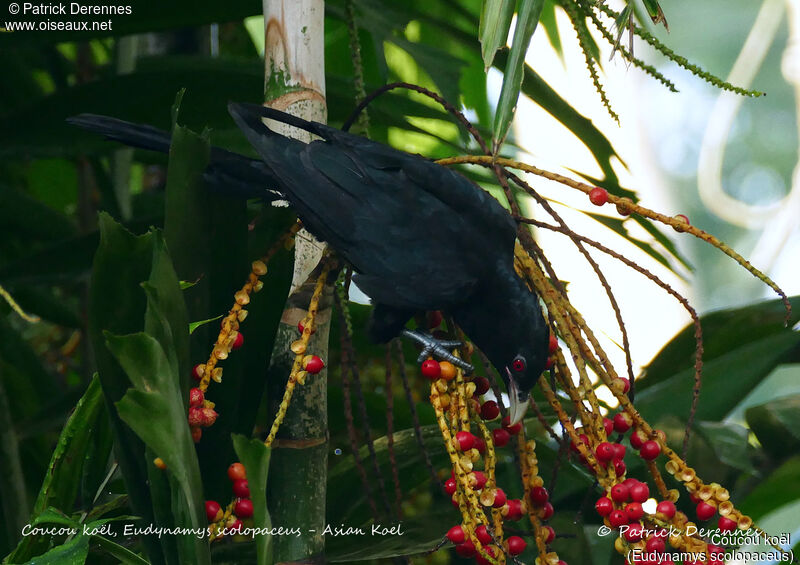 Asian Koel male, identification, habitat, feeding habits