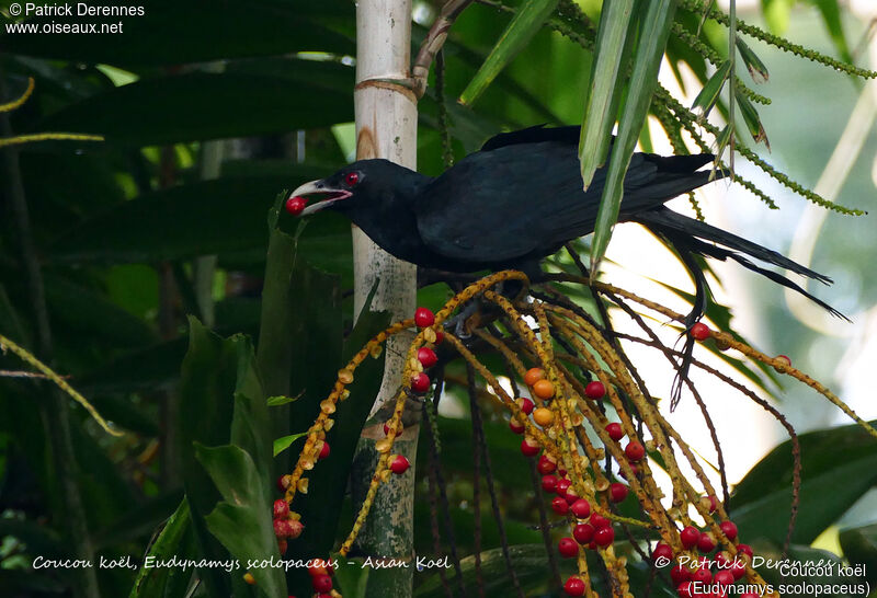 Coucou koël mâle, identification, habitat, régime