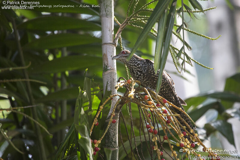 Coucou koël femelle, identification, habitat, régime