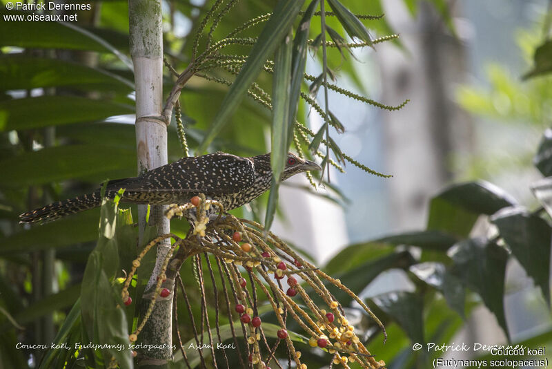 Asian Koel female, identification, habitat, feeding habits