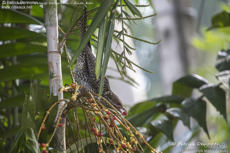 Coucou koël femelle, identification, habitat, mange