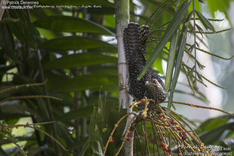 Coucou koël femelle, identification, habitat