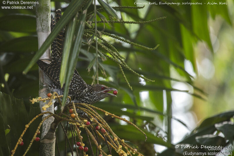 Asian Koel female, identification, habitat, eats