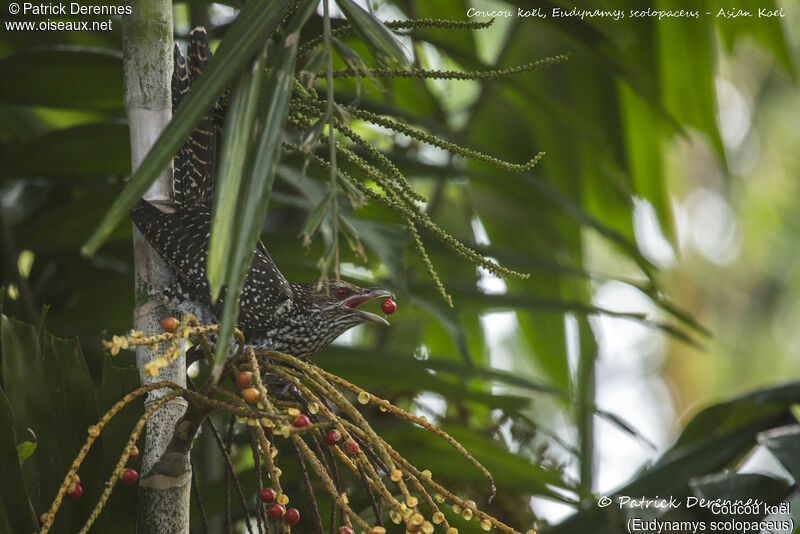 Coucou koël femelle, identification, habitat, mange