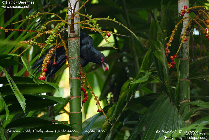 Asian Koel male, identification, habitat, feeding habits