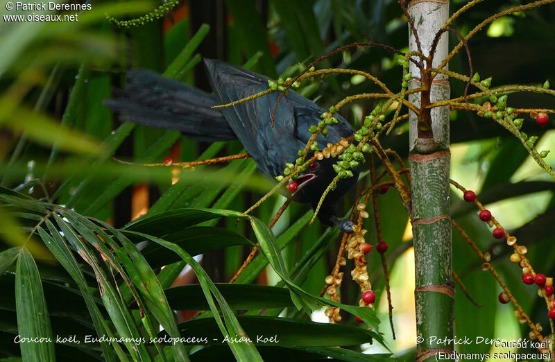 Asian Koel male, identification, habitat, feeding habits