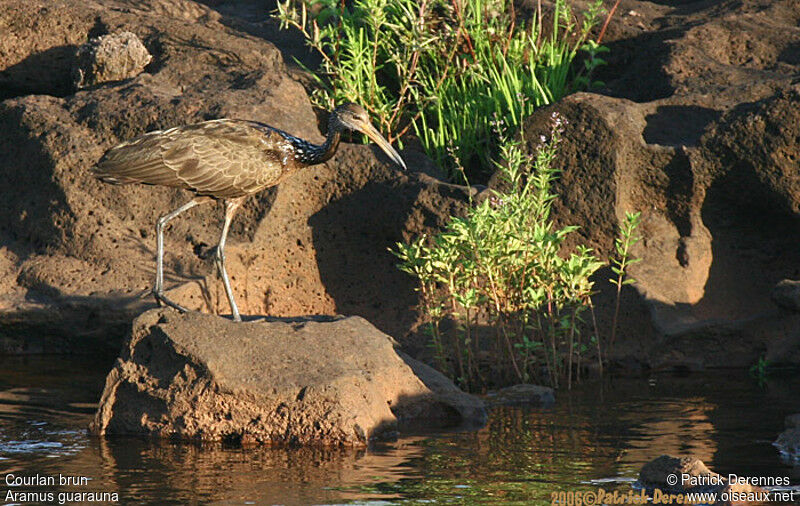 Limpkin