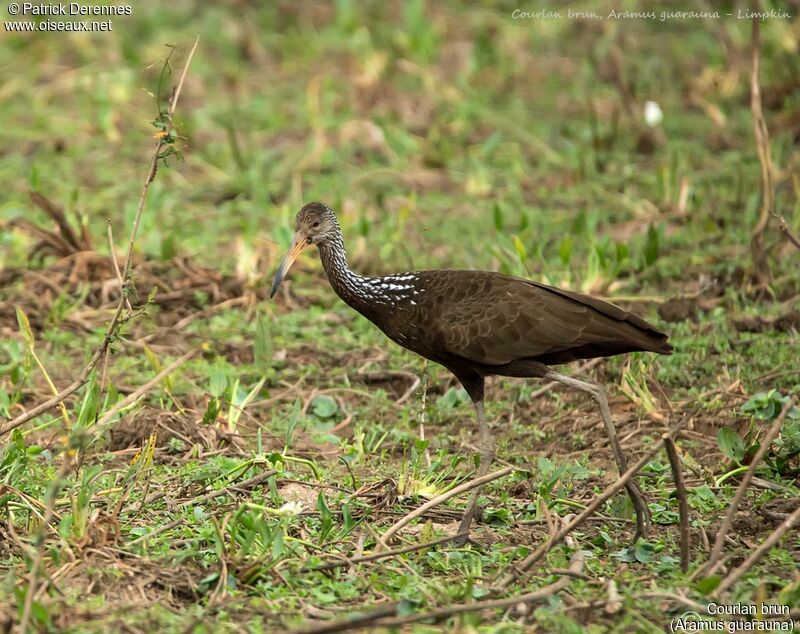 Courlan brun, identification, habitat