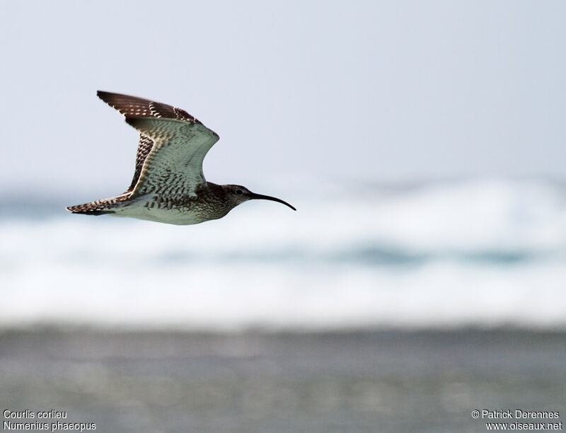 Eurasian Whimbrel, Flight