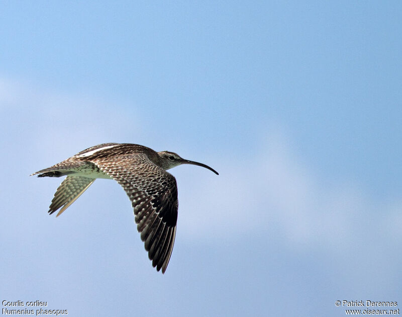 Eurasian Whimbreladult post breeding, Flight