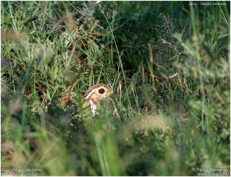 Three-banded Courseradult, identification, Behaviour