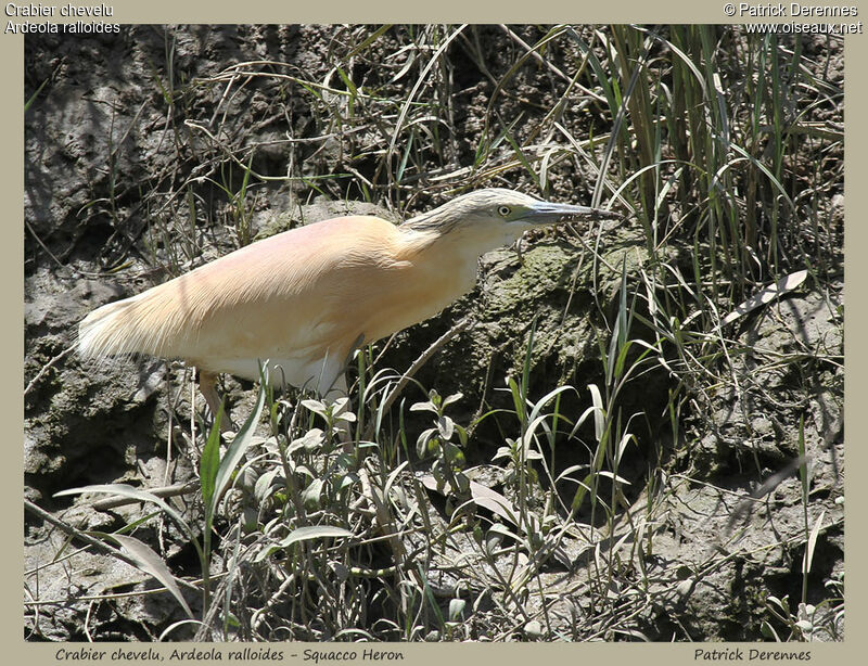 Crabier chevelu, identification, Comportement