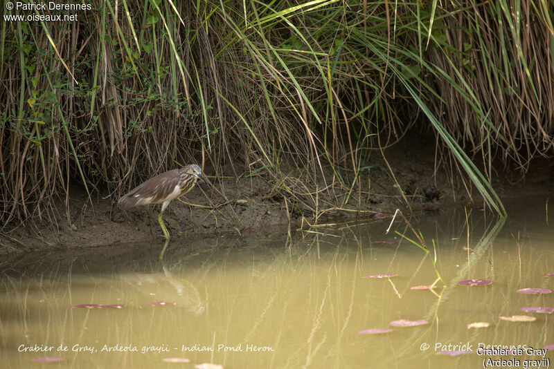 Crabier de Gray, identification, habitat