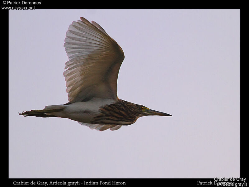 Indian Pond Heron, Flight