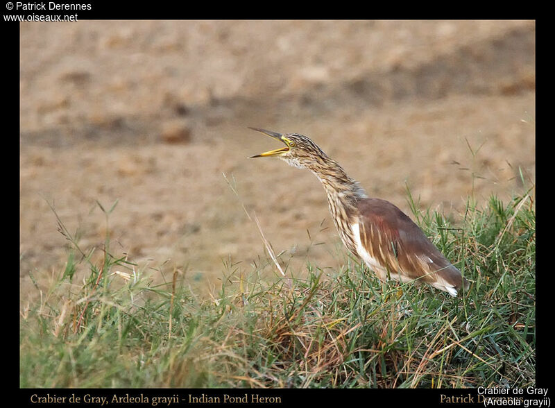 Indian Pond Heron, identification, habitat