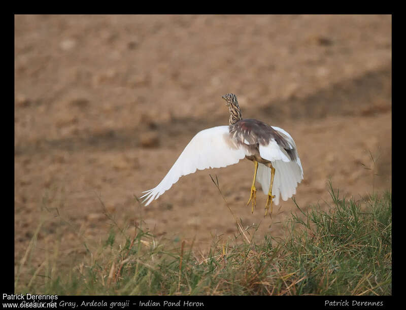 Indian Pond Heronadult post breeding, pigmentation, Flight