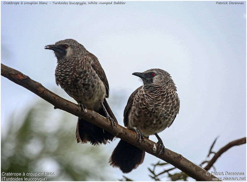 White-rumped Babbler adult