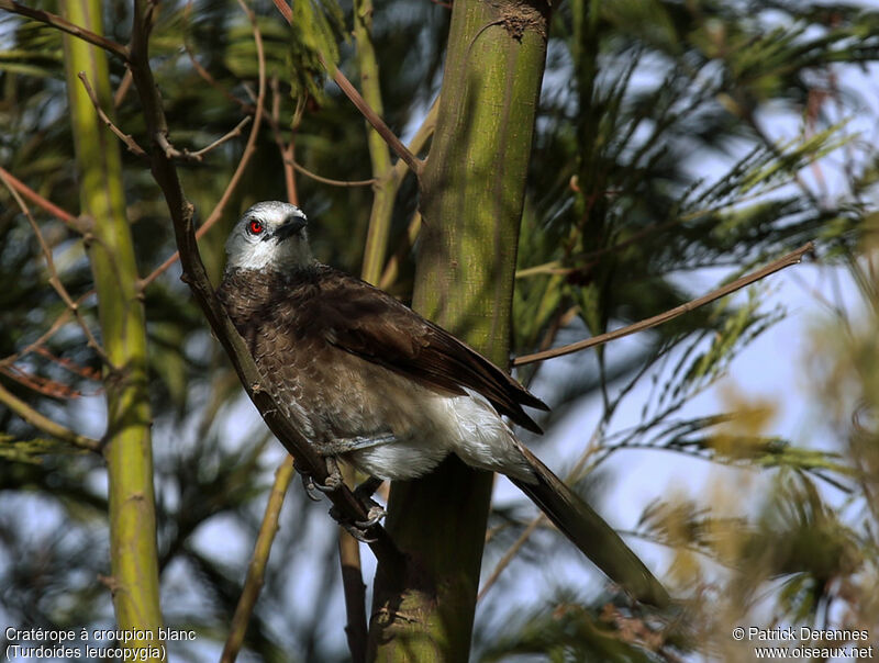 White-rumped Babbleradult, identification