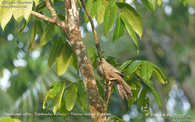 Yellow-billed Babbler, identification, habitat