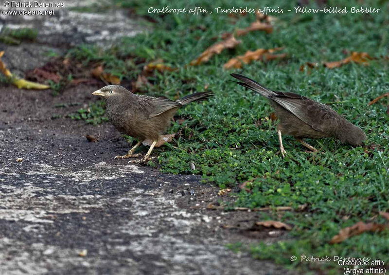 Yellow-billed Babbler, identification, habitat