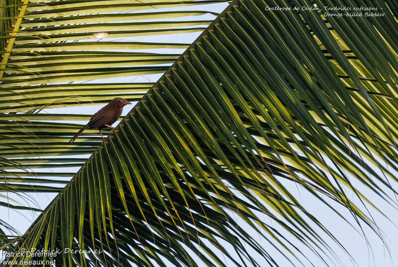 Cratérope de Ceylanadulte, identification