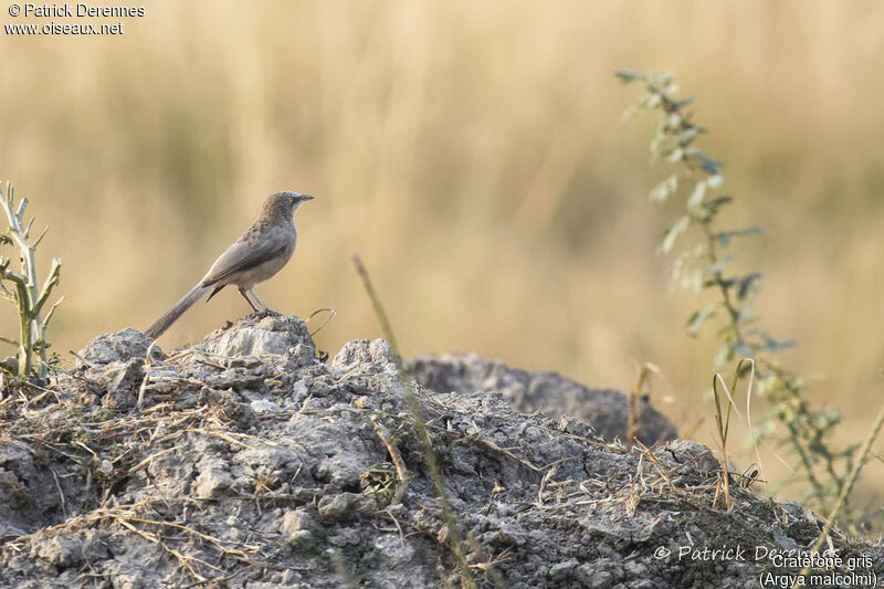 Large Grey Babbler, identification, habitat