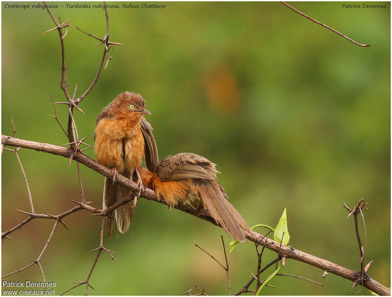 Rufous Chattereradult, Behaviour