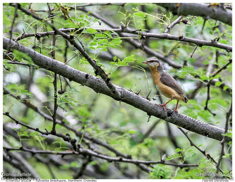 Northern Crombecadult, identification