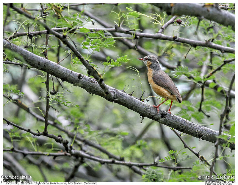 Crombec sittelleadulte, identification