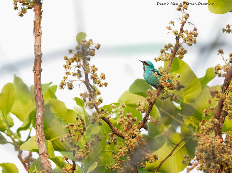 Blue Dacnis, identification, habitat