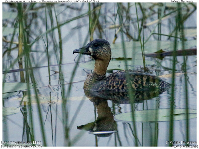 Dendrocygne à dos blancadulte, identification