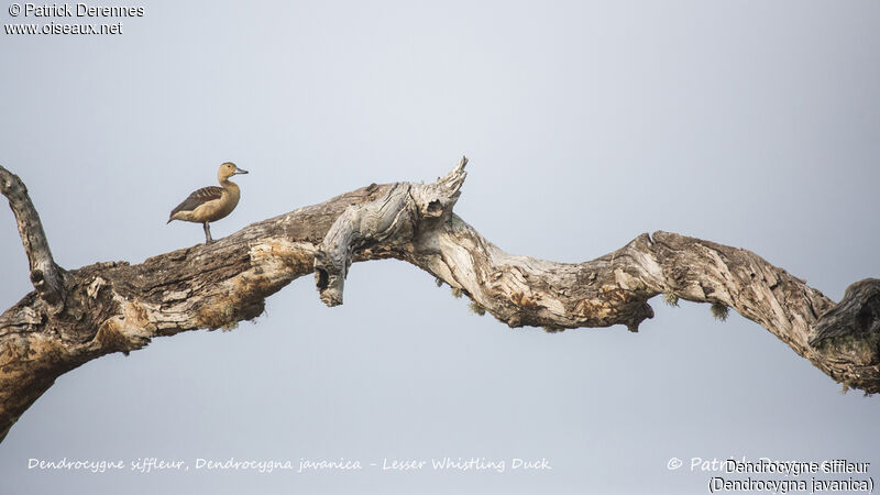 Lesser Whistling Duck, identification