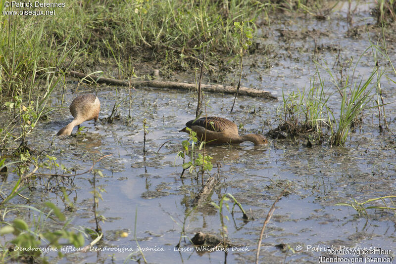 Dendrocygne siffleur, habitat, régime