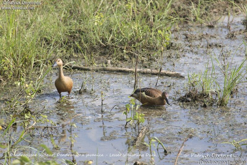 Dendrocygne siffleur, habitat