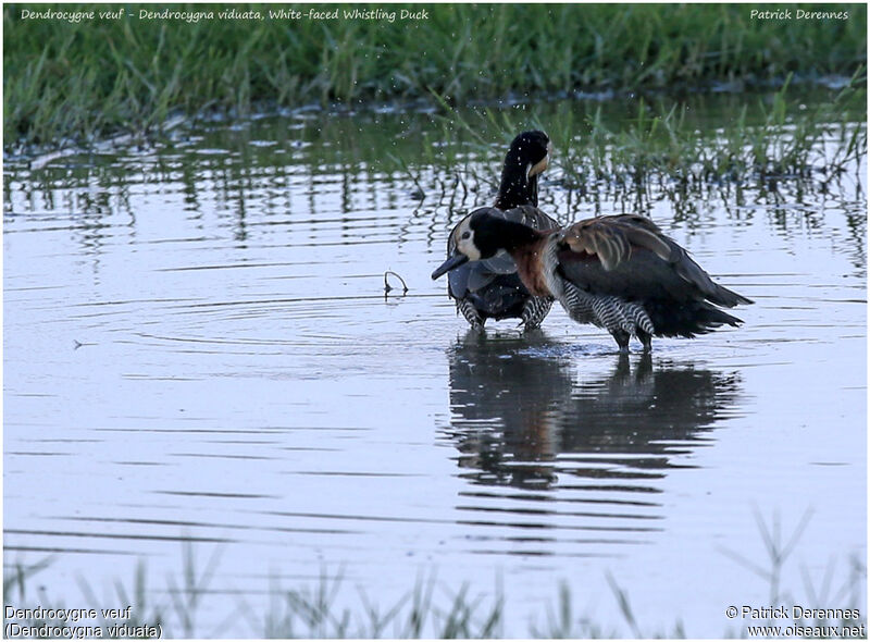 White-faced Whistling Duckadult, identification