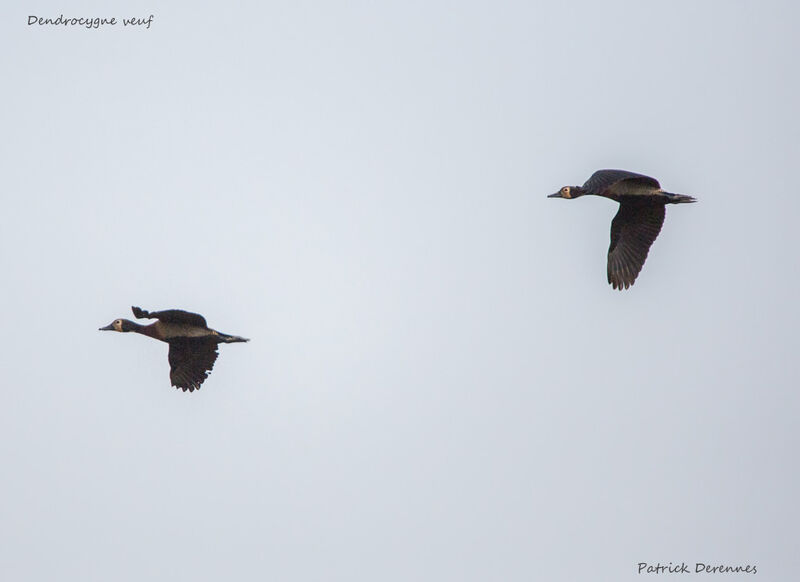 White-faced Whistling Duck, Flight