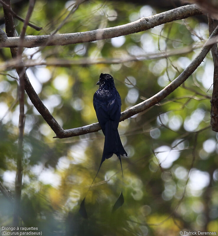 Drongo à raquettes