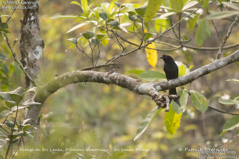 Sri Lanka Drongo, identification