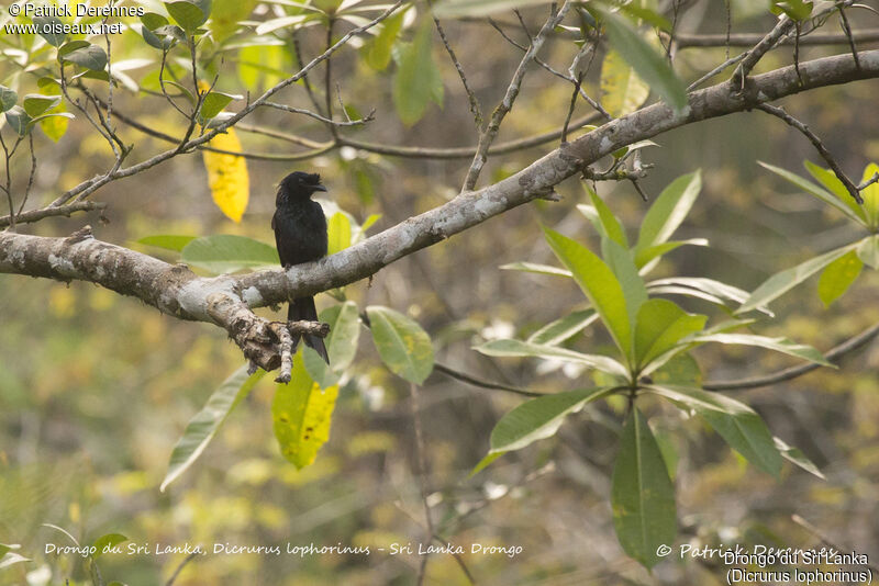 Drongo du Sri Lanka