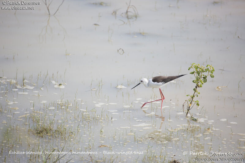 Échasse blanche, identification, habitat