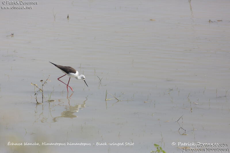 Échasse blanche, habitat