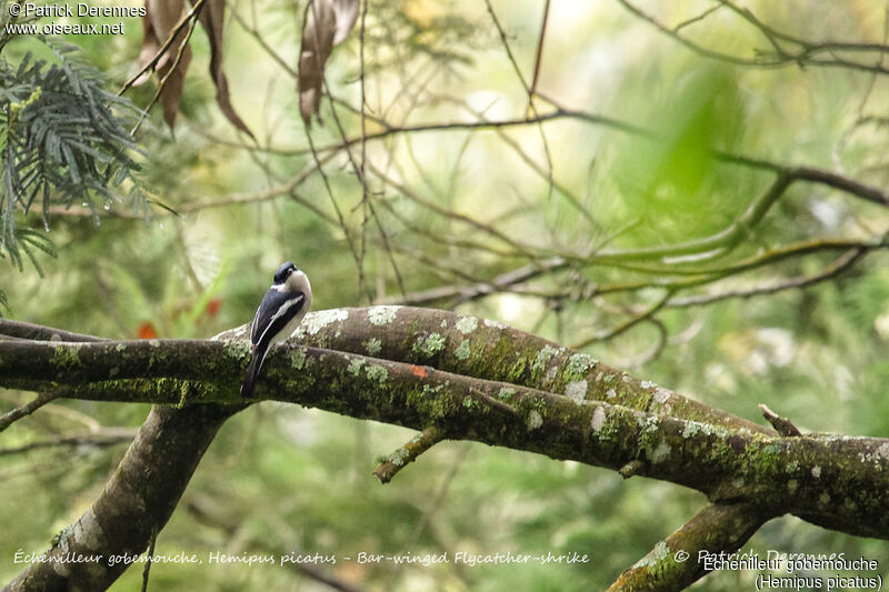 Échenilleur gobemouche, identification, habitat