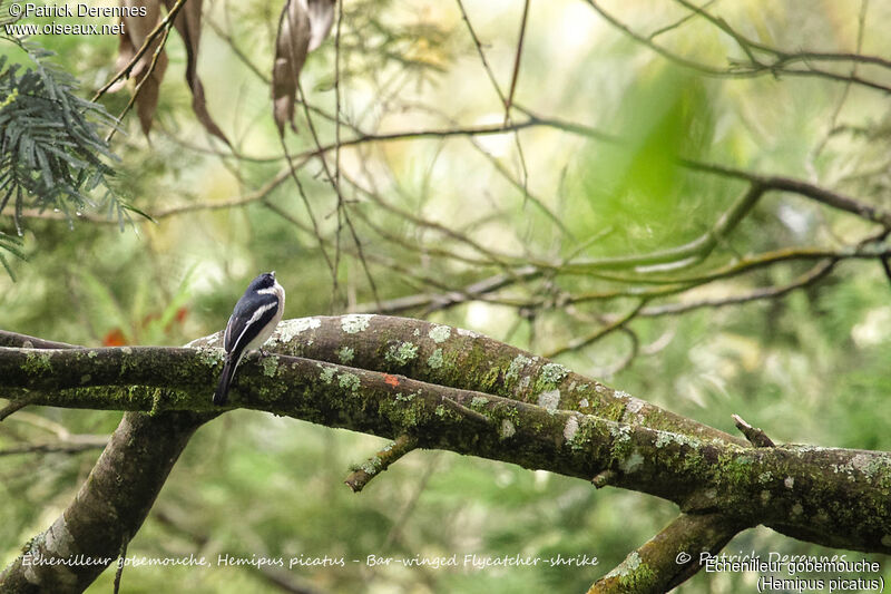 Échenilleur gobemouche, identification, habitat