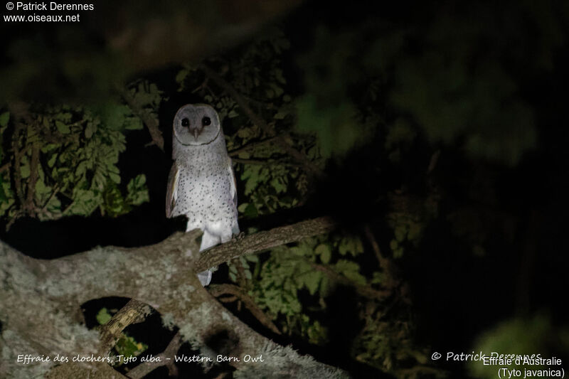 Eastern Barn Owl, identification, habitat