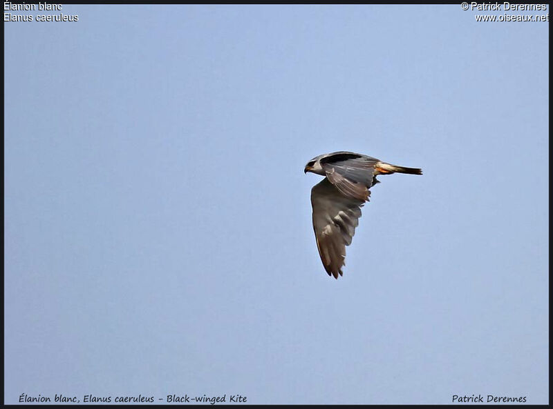 Black-winged Kite, Flight