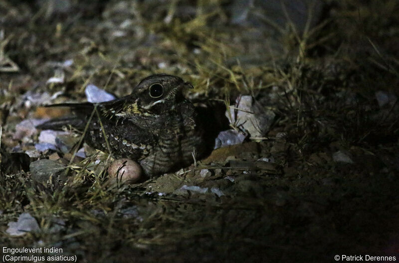 Indian Nightjar