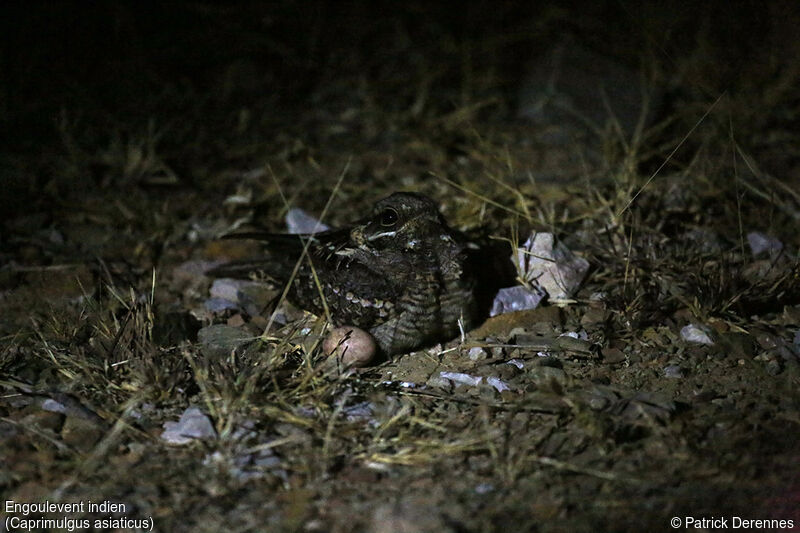 Indian Nightjar