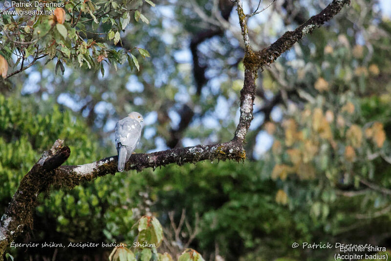 Shikra, identification, habitat