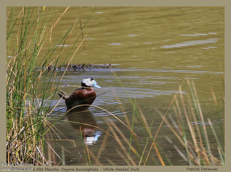 White-headed Duck male adult breeding, habitat, pigmentation