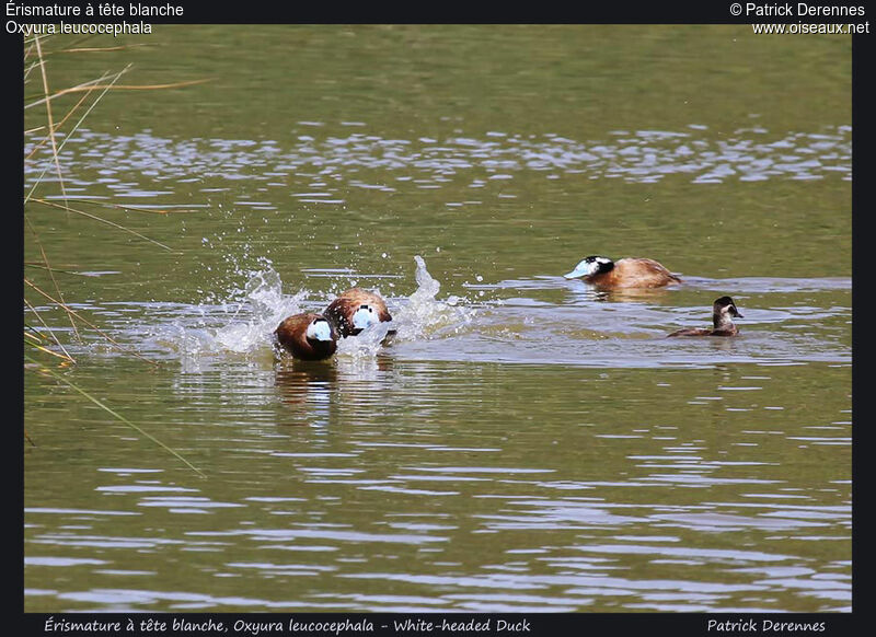 White-headed Duckadult, identification, Behaviour